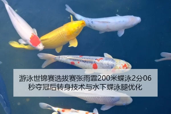 游泳世锦赛选拔赛张雨霏200米蝶泳2分06秒夺冠后转身技术与水下蝶泳腿优化